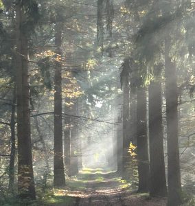 zon door bomen