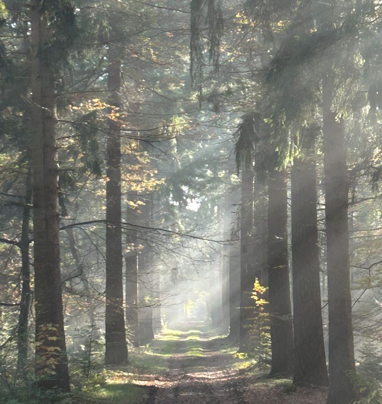 zon door bomen