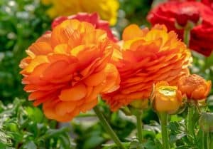 ranunculus bloemen