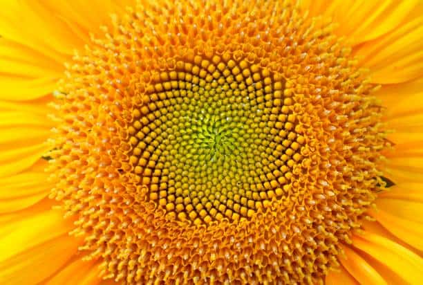 zonnebloem
